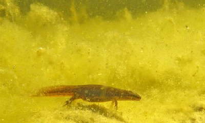 Teichmolch