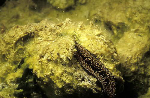 Teichmuschel