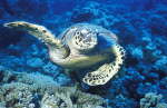 Seeschildkrte